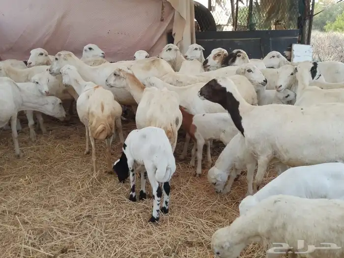 ضارفيديات مقاني مناتيج 1