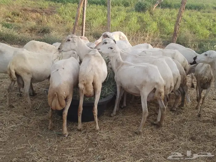 ضارفيديات مقاني مناتيج 5