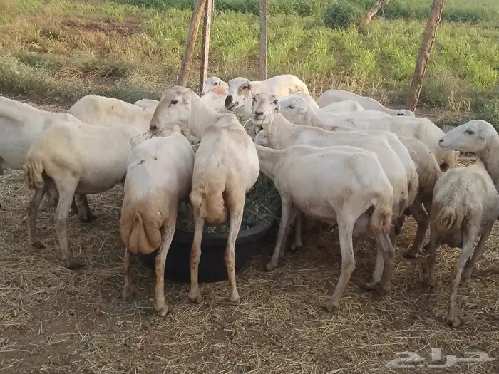 ضارفيديات مقاني مناتيج 6