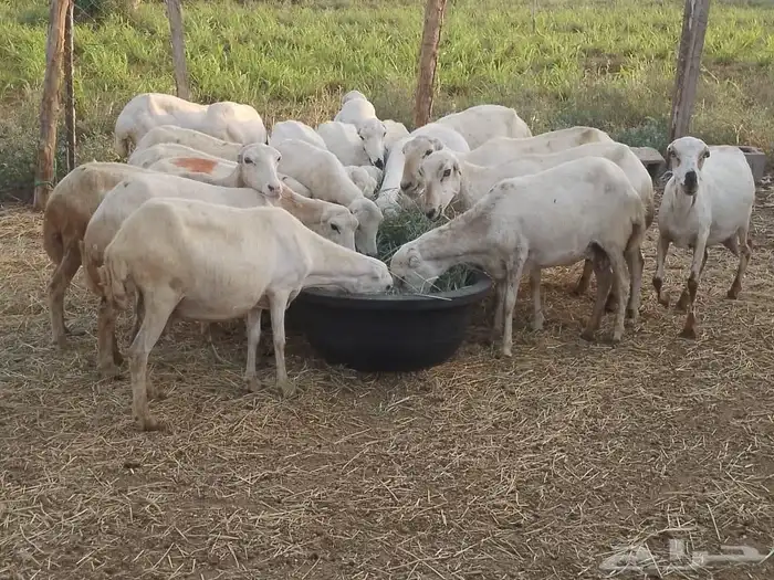 ضارفيديات مقاني مناتيج 4