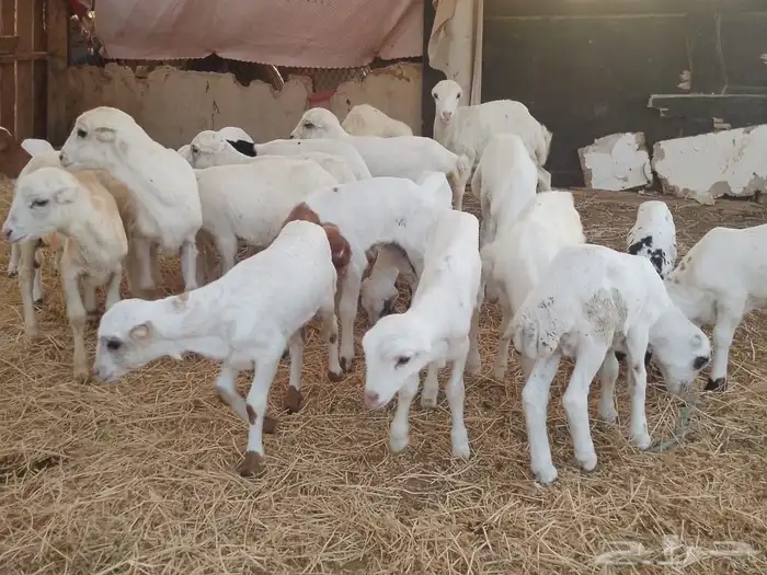 ضارفيديات مقاني مناتيج 2