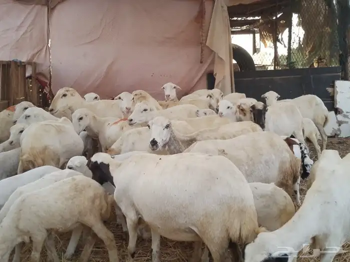 ضارفيديات مقاني مناتيج 0