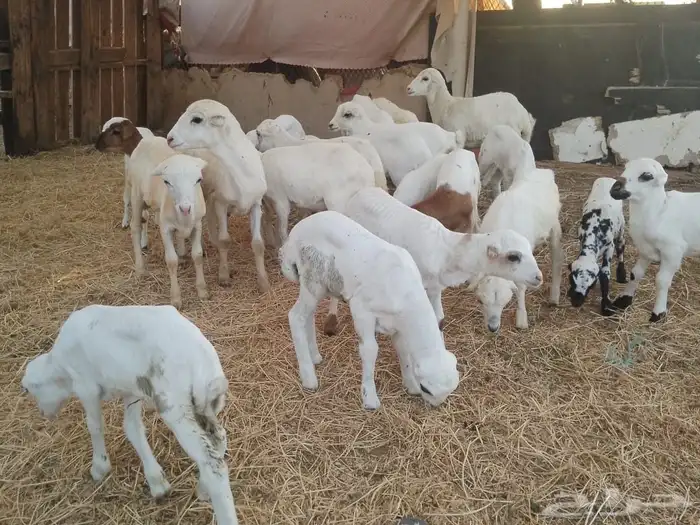 ضارفيديات مقاني مناتيج 3