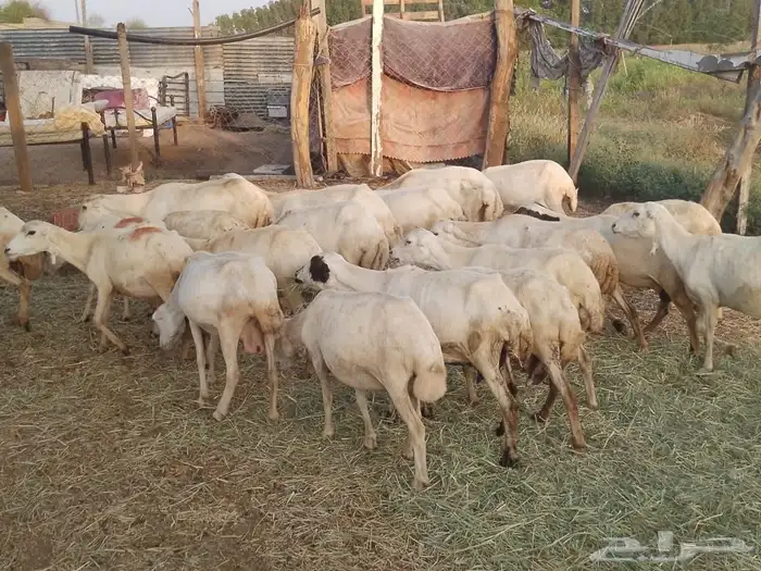 ضارفيديات مقاني مناتيج 9