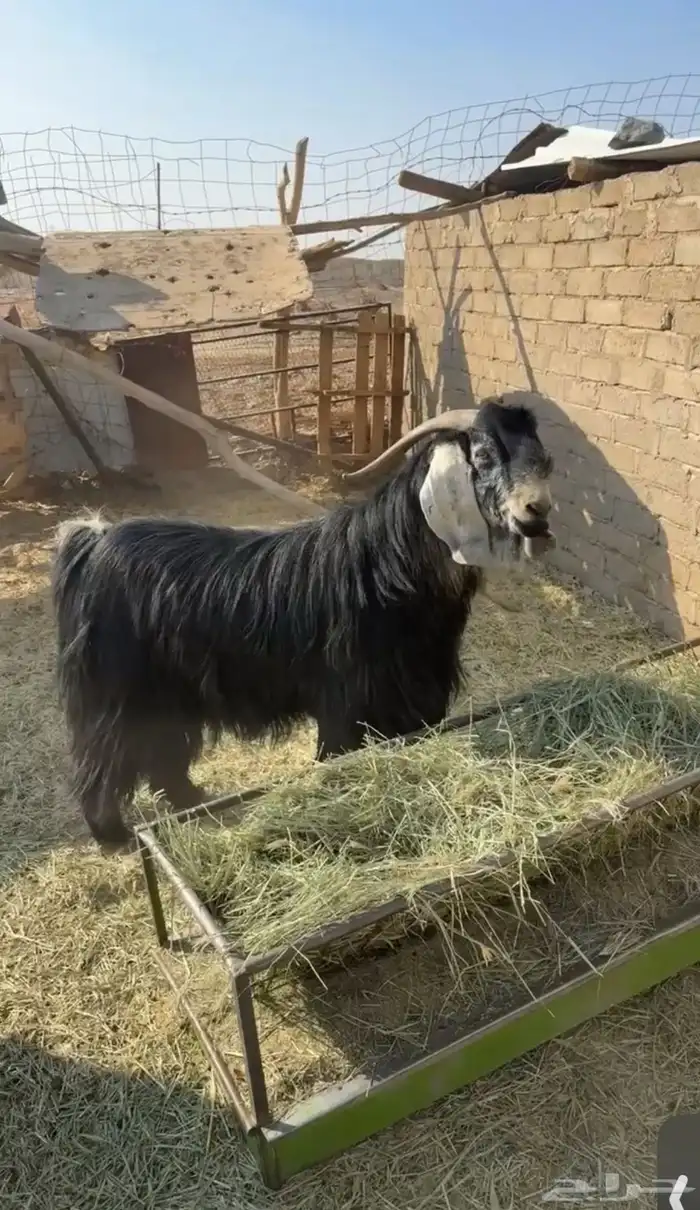 تيس فحل كفو مشروط شرط كامل 0