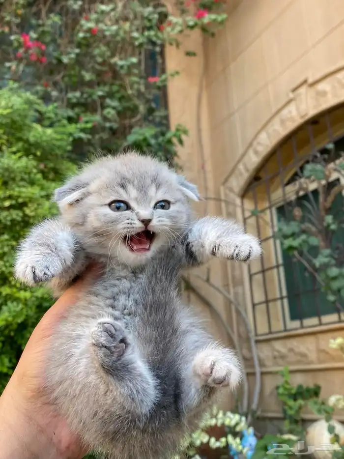 سكوتش فولد مطعمين الوان مميزة للبيع ولايوجد تبني 7