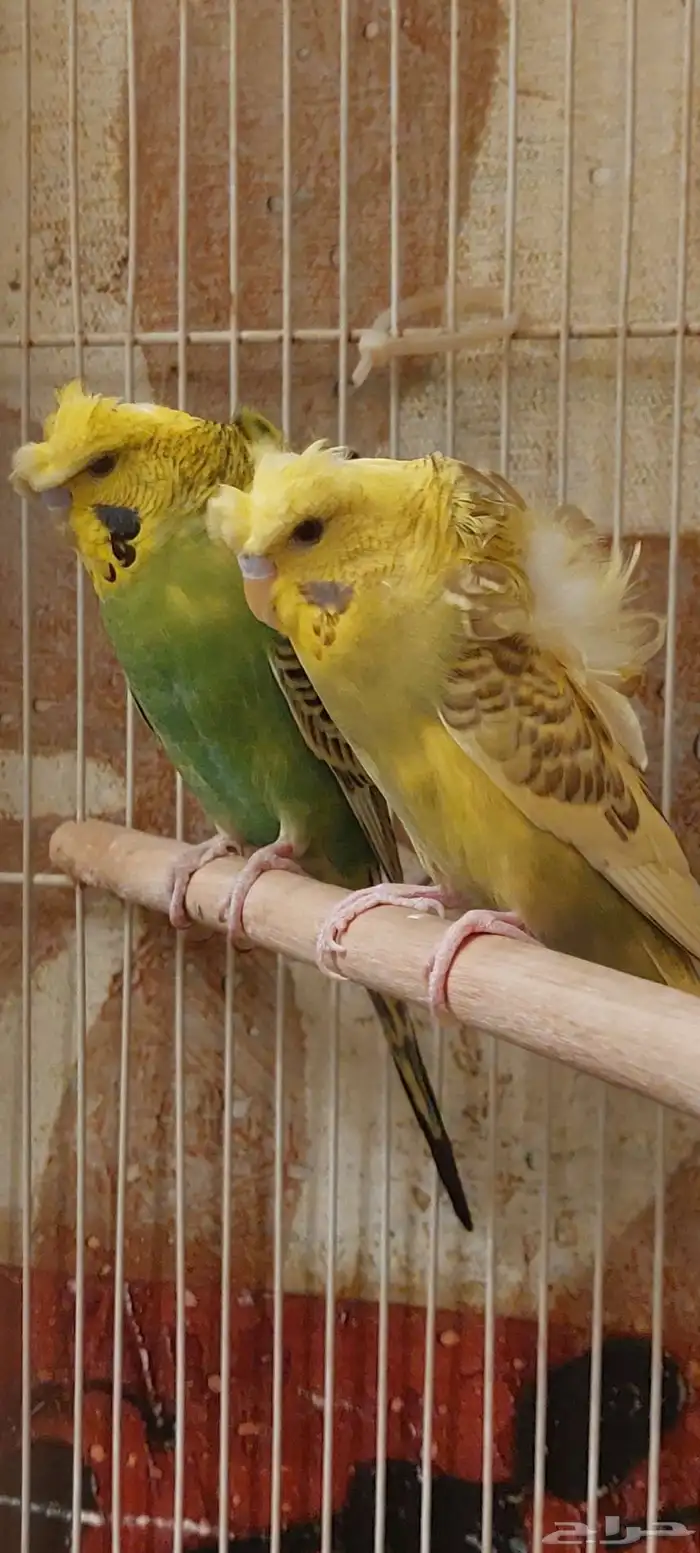 بادجي هوقو 1