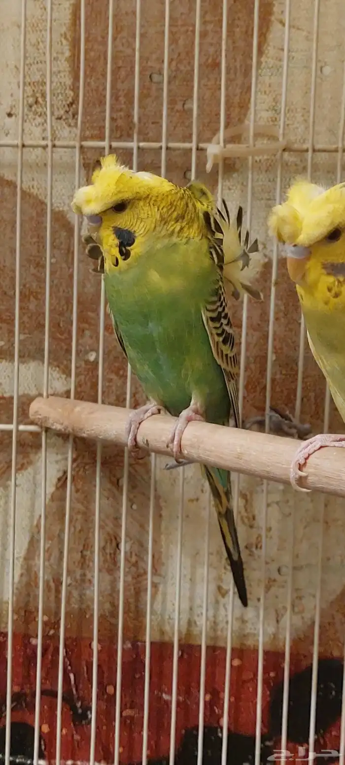 بادجي هوقو 2