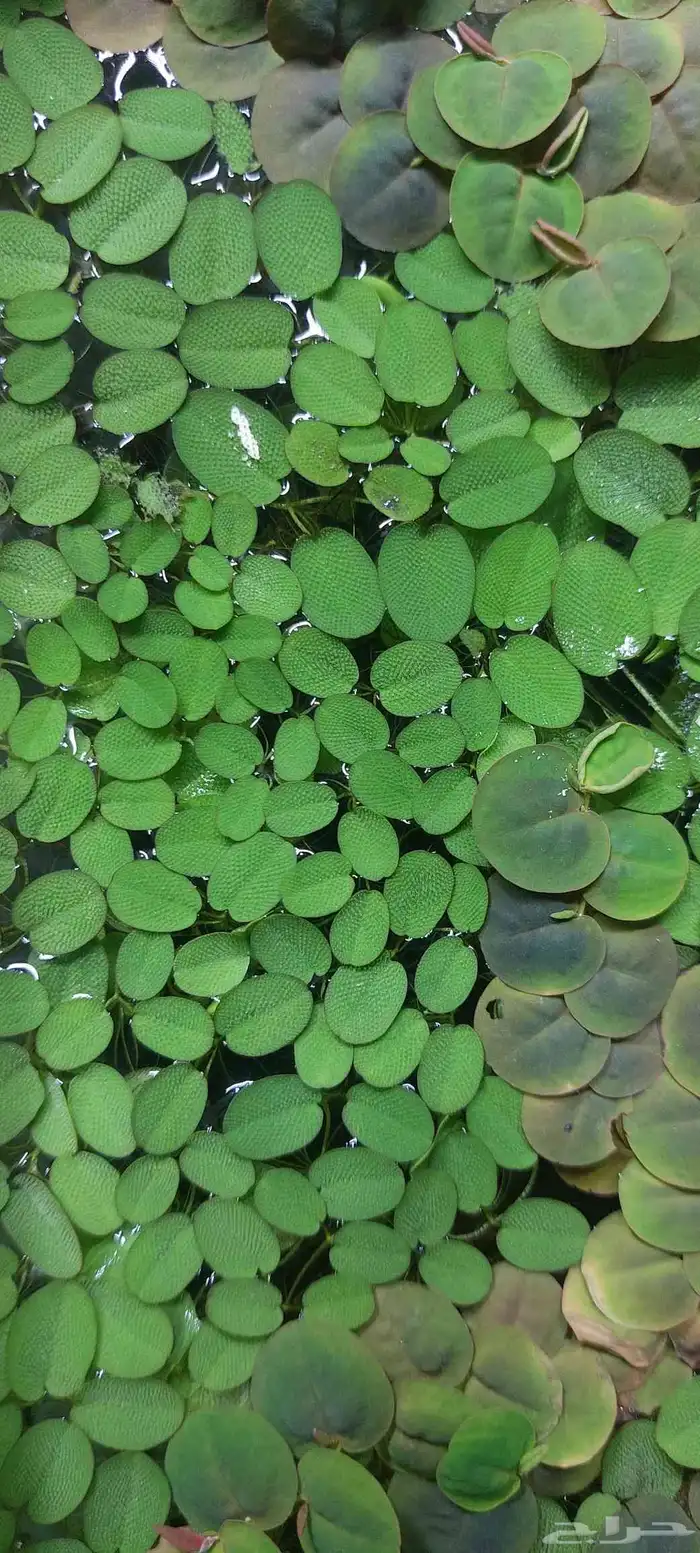 نباتات مائي للبيع 1