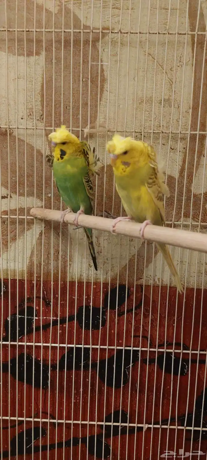 بادجي هوقو 0