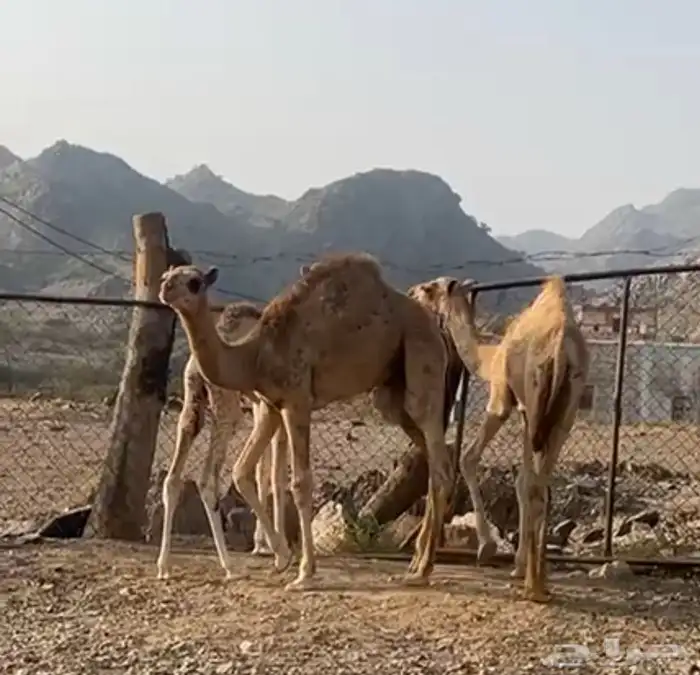 قعود للبيع الموقع خميس البحر 0