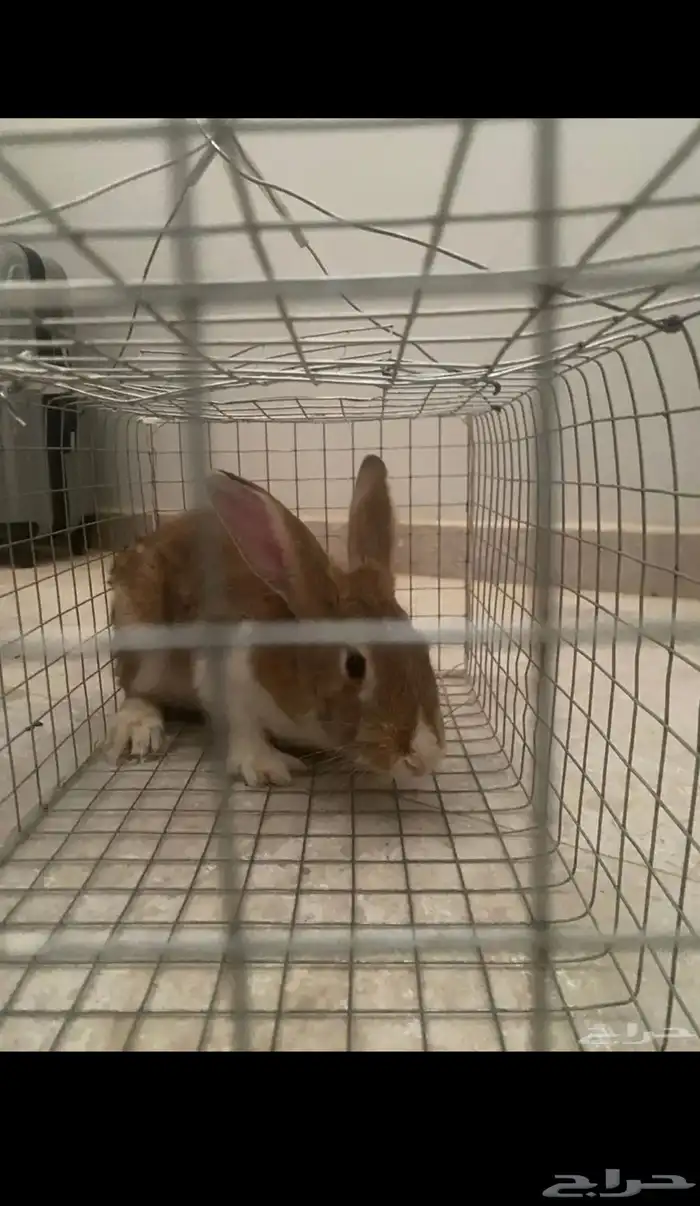 أرنب 1