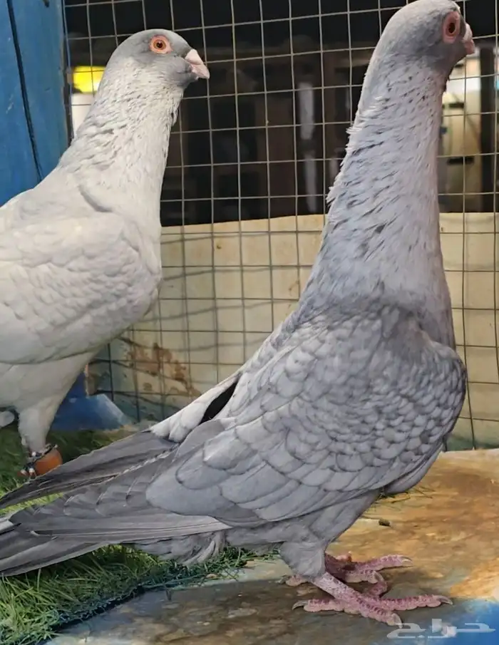 جوز قرقاطي بطل تم البيع 3