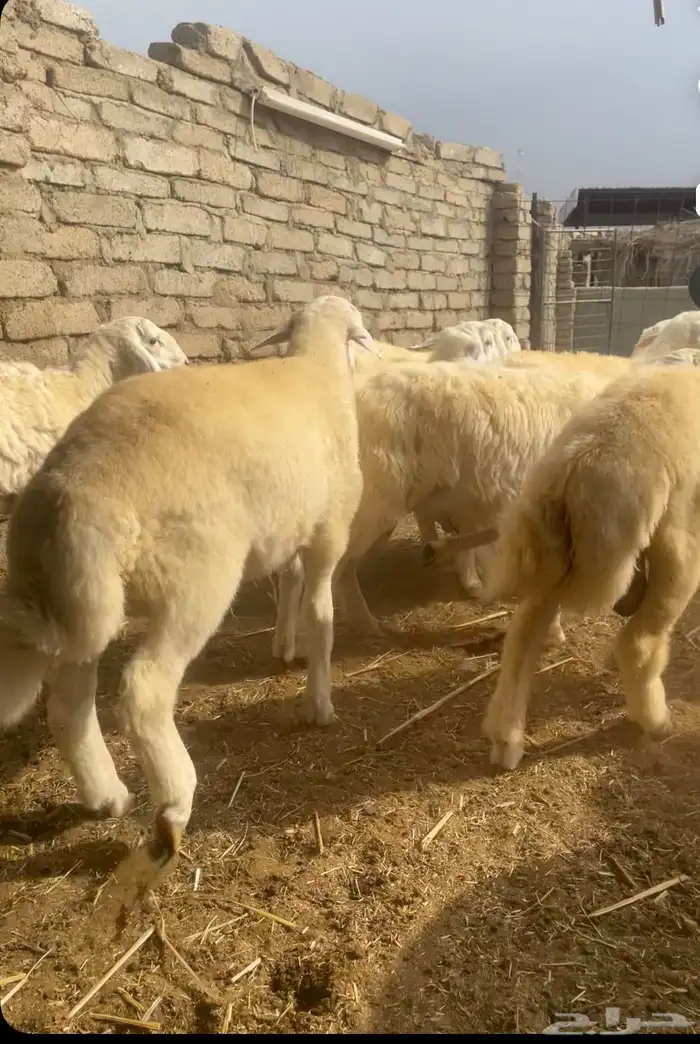 طليان مناسبات 4