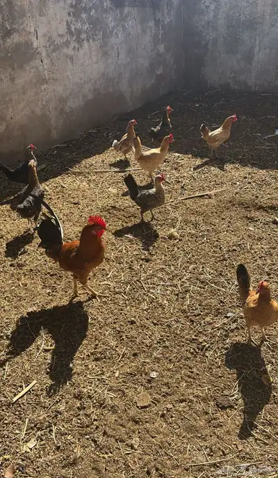 دجاج بلدي index