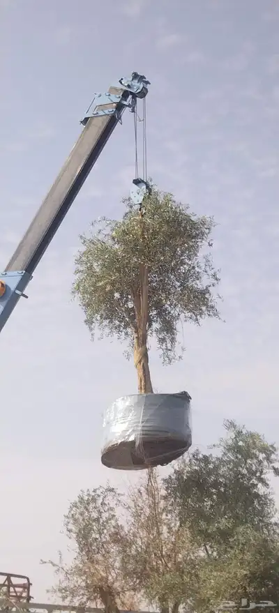 أشجار زيتون معمره ونخيل عربي وواشنطني وتركيب الشبوك لتواصل 0 index