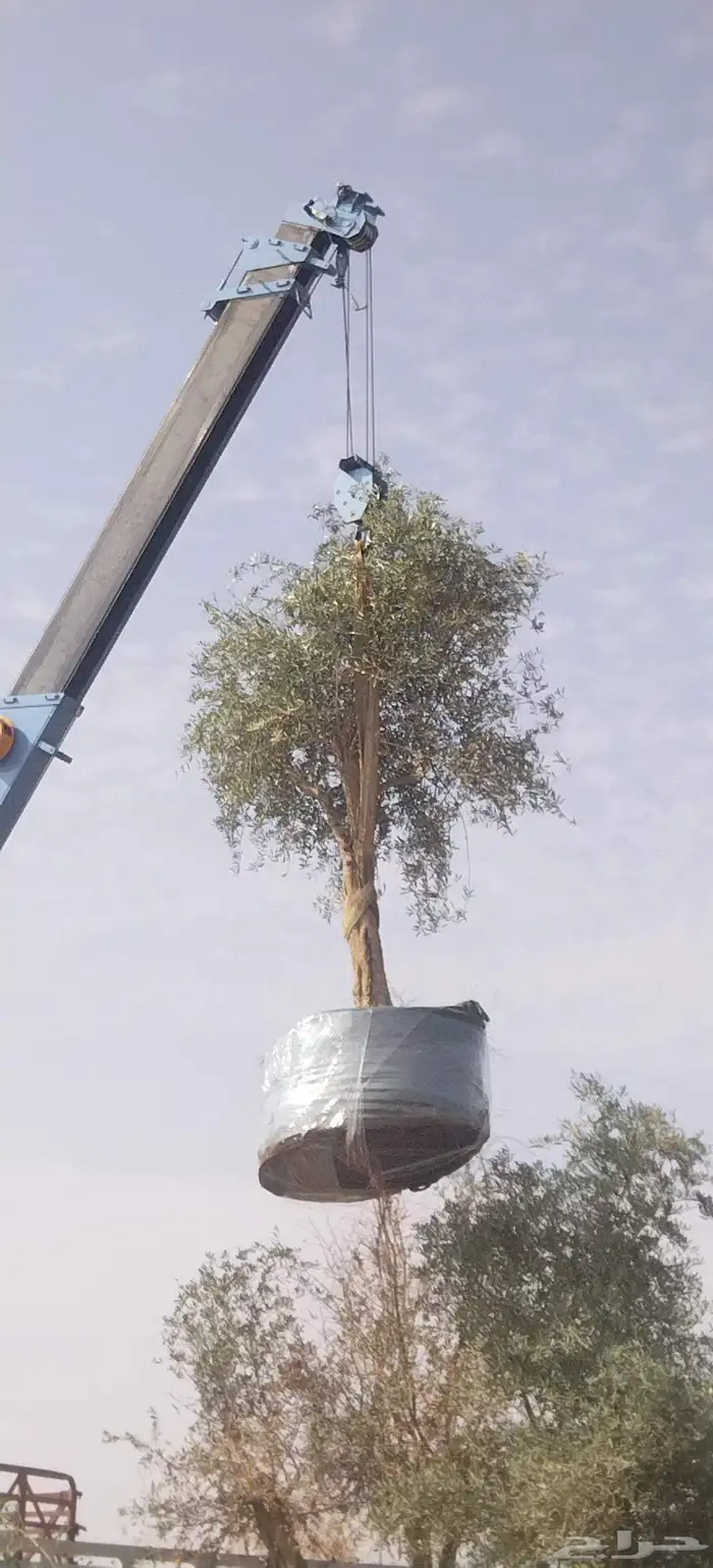 أشجار زيتون معمره ونخيل عربي وواشنطني وتركيب الشبوك لتواصل 0 0