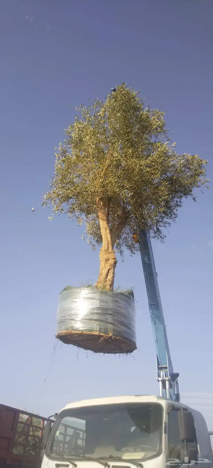 أشجار زيتون معمره ونخيل عربي وواشنطني وتركيب الشبوك لتواصل 0 1