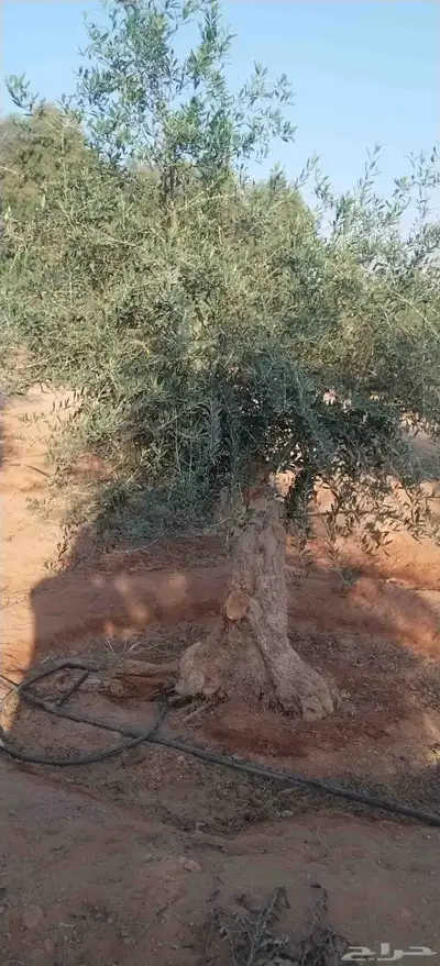 أشجار زيتون معمره ونخيل عربي وواشنطني وتركيب الشبوك لتواصل 0 index