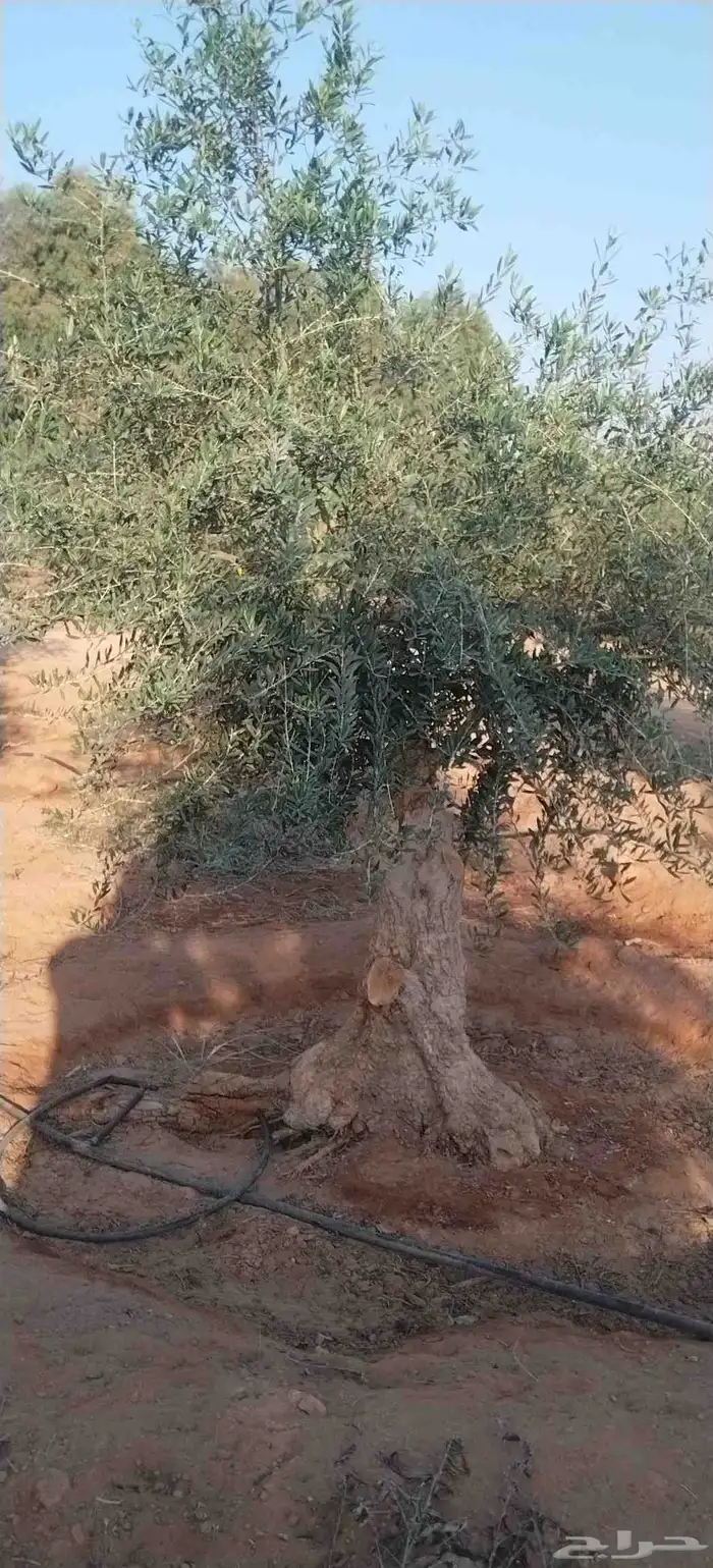 أشجار زيتون معمره ونخيل عربي وواشنطني وتركيب الشبوك لتواصل 0 5