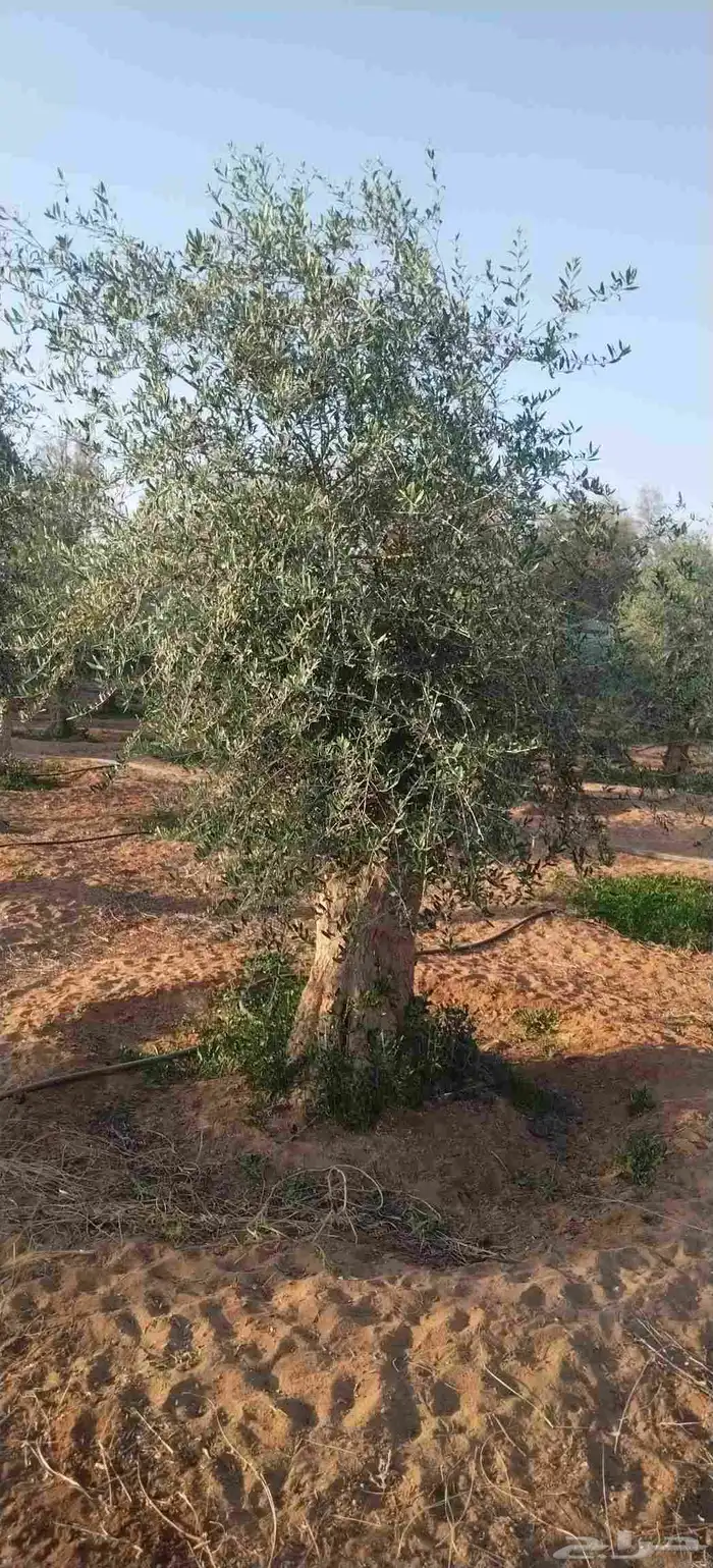 أشجار زيتون معمره ونخيل عربي وواشنطني وتركيب الشبوك لتواصل 0 4