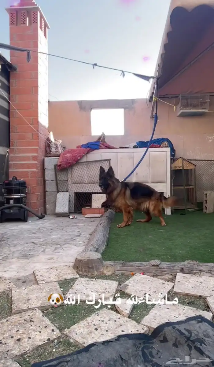 انثى جيرمن شولاين 1