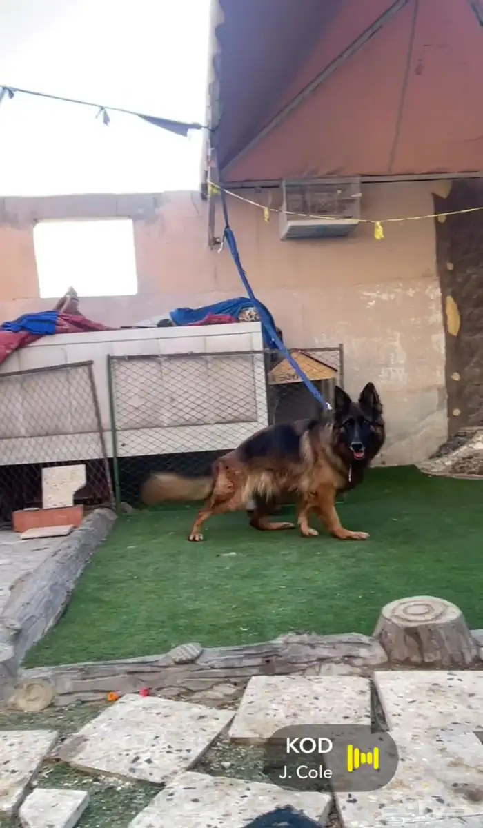 انثى جيرمن شولاين 0