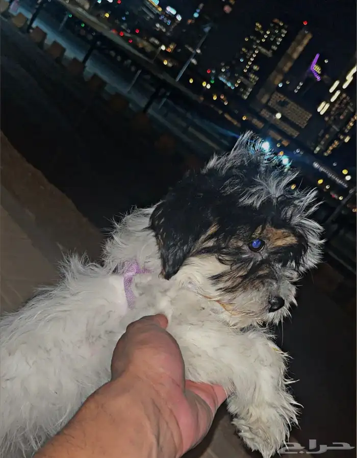 للبيع جرو شيتزو بعمر شهرين 0