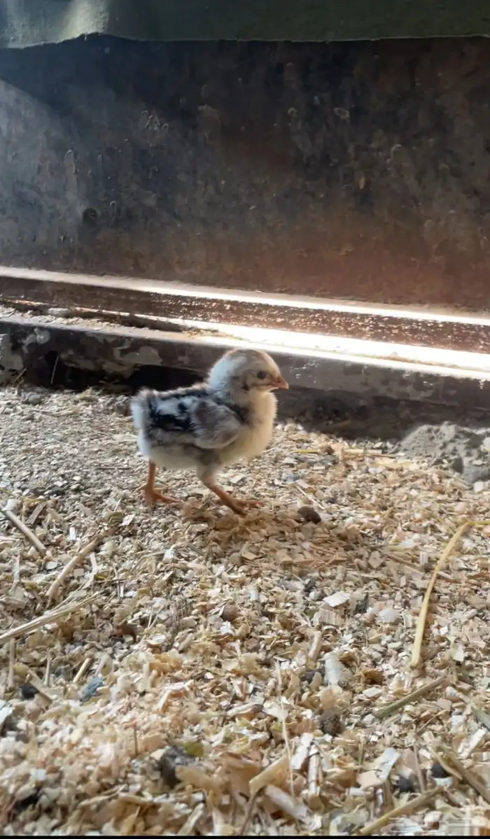 صوص بلدي عربي 1