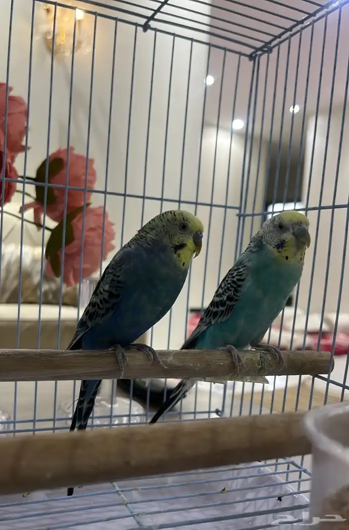 عصافير بادجي 0