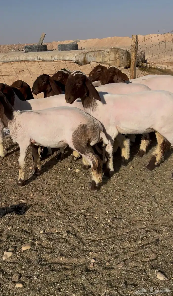 جذعات نعيم كفو شكل واحد 0