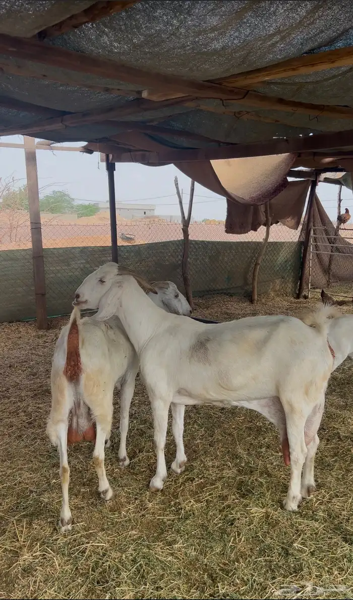 معزا بيشيات برص صنف الصنف 0