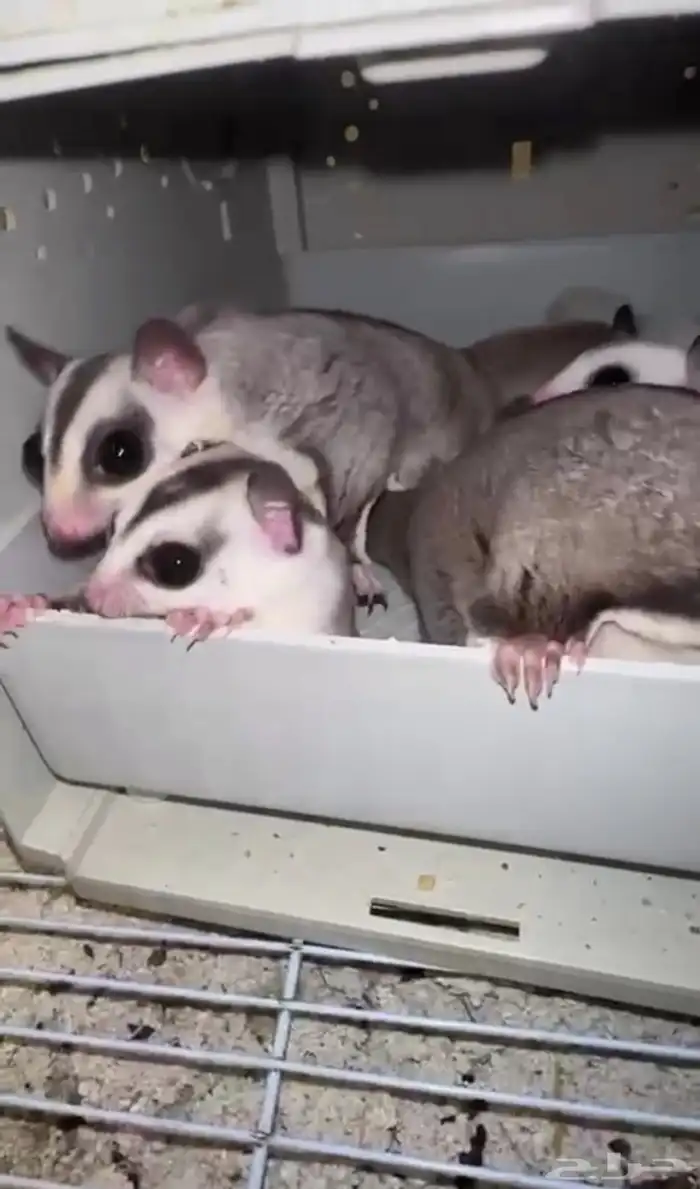 شوقر قلايدر 5