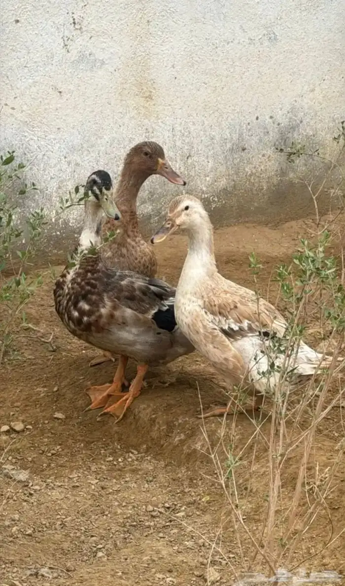 بط للبيع النوع بكيني و شيرازي المضيلف 0