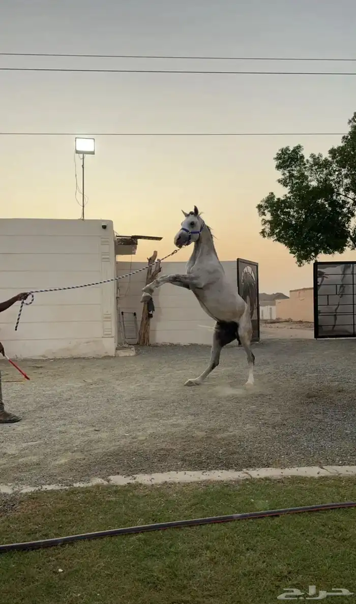 حصان شعبي صحة شرط 0