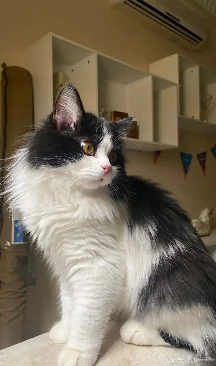 قط ذكر لتبني 1