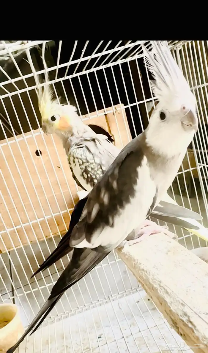 زوج كروان ( تم البيع ) 0