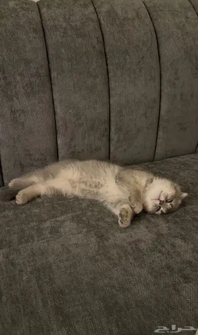 قطوه (سكوتش فولد العمر 3 اشهر ) مع جميع مستلزماتها index