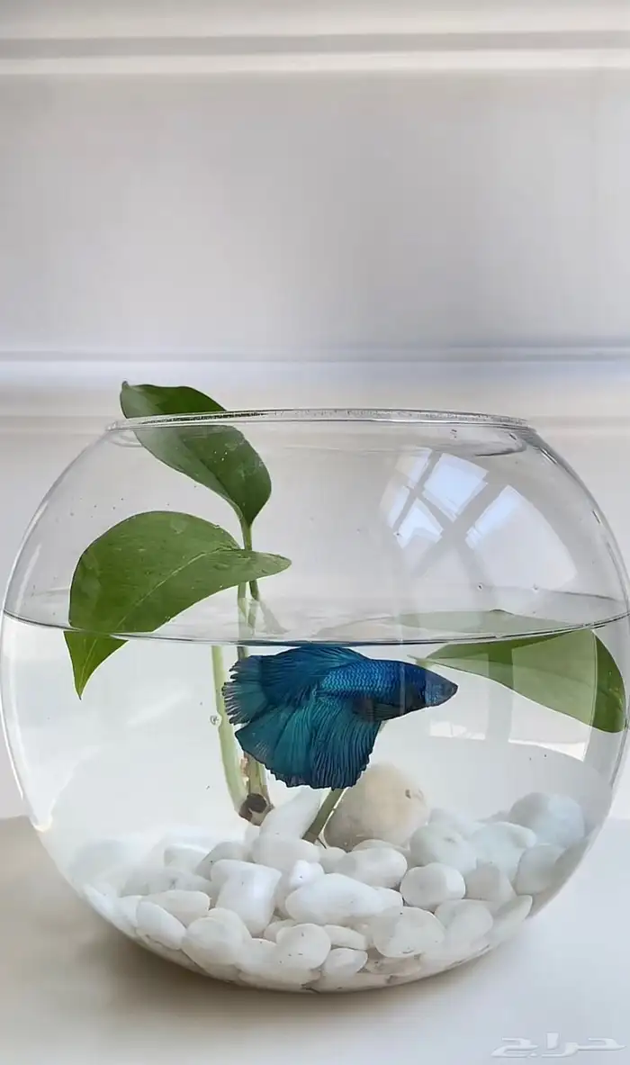 سمك الطايف 2