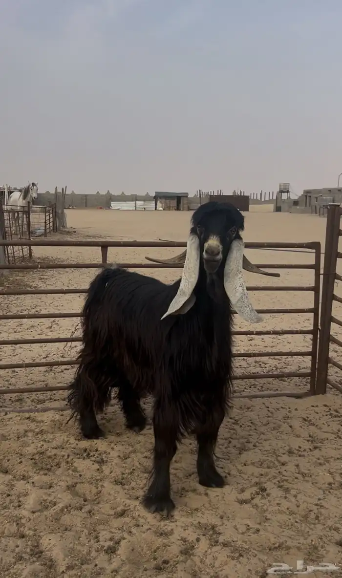 تيس عارضي طيب شرط القريع العمر ثني 1