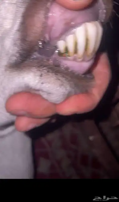 بيشيات فواخر index