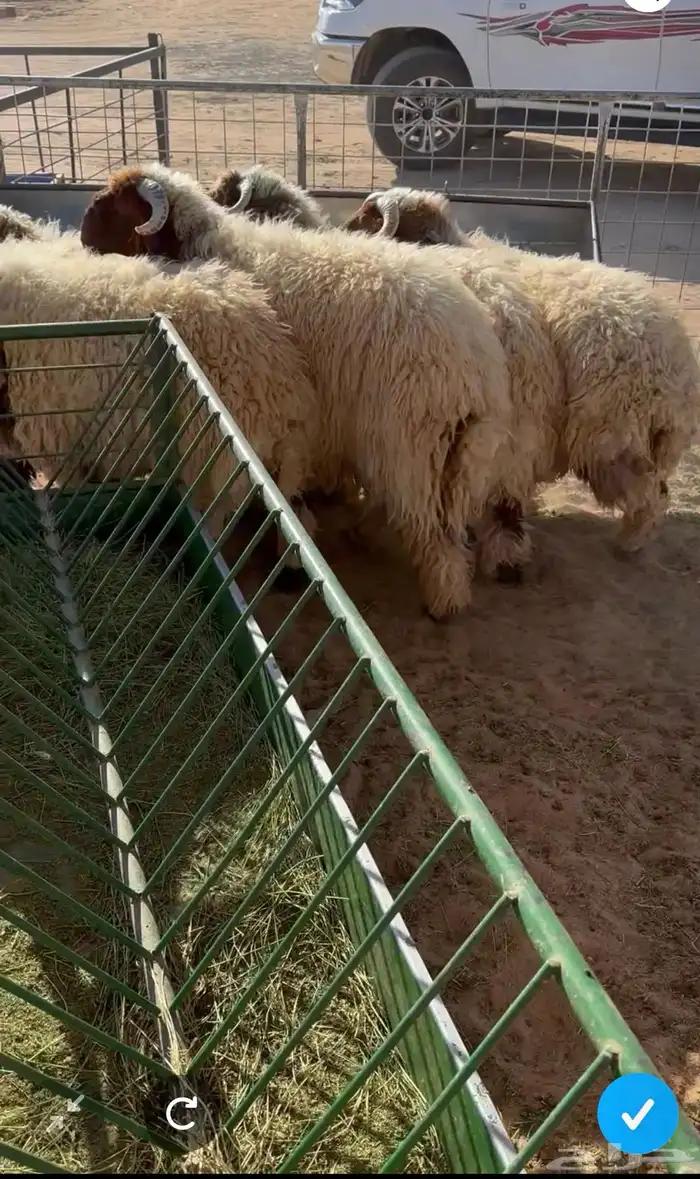 طليان نعيم العمر 6 اشهر الحال طيب 0