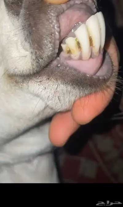 بيشيات فواخر index