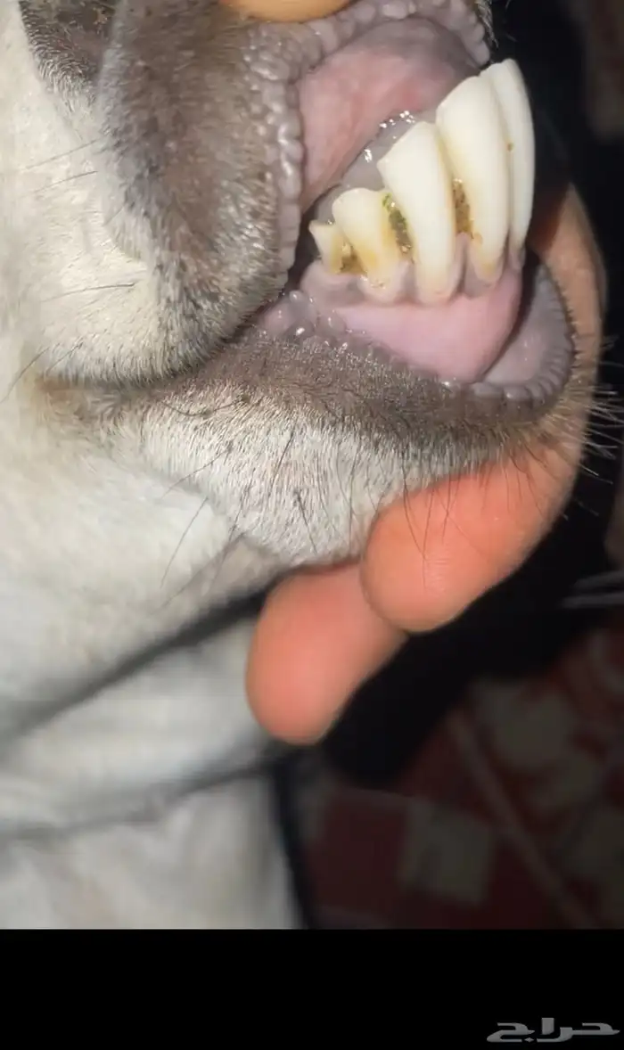 بيشيات فواخر 4