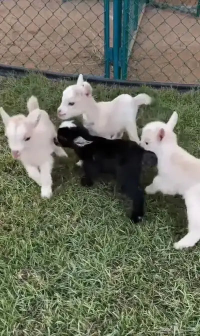 ماعز قزم index