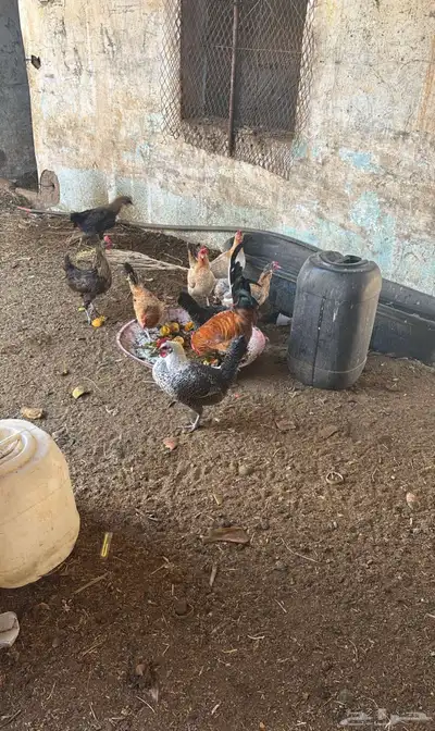 دجاج بلدي index