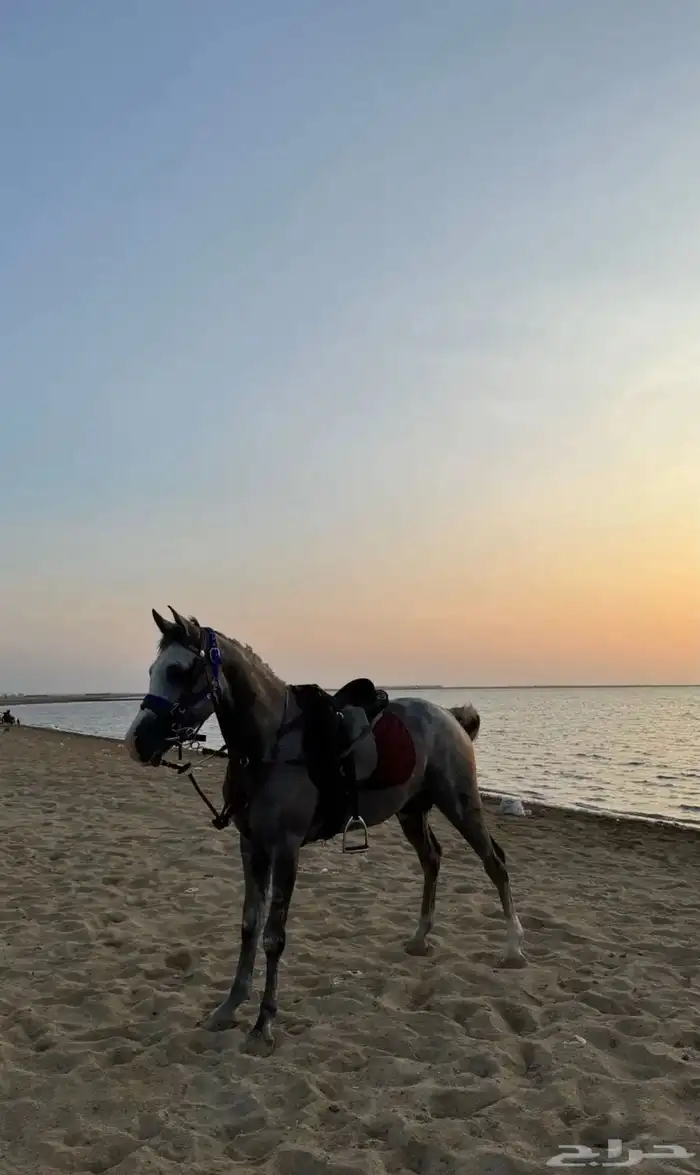 حصان شعبي صحة شرط 2