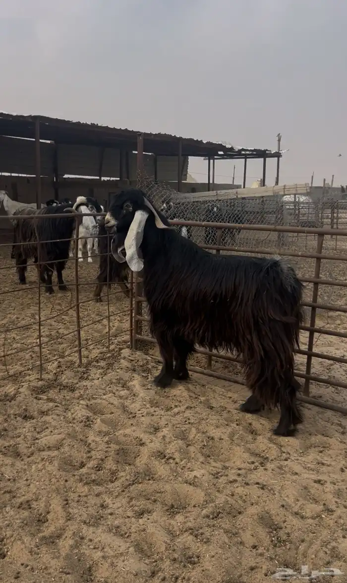 تيس عارضي طيب شرط القريع العمر ثني 2