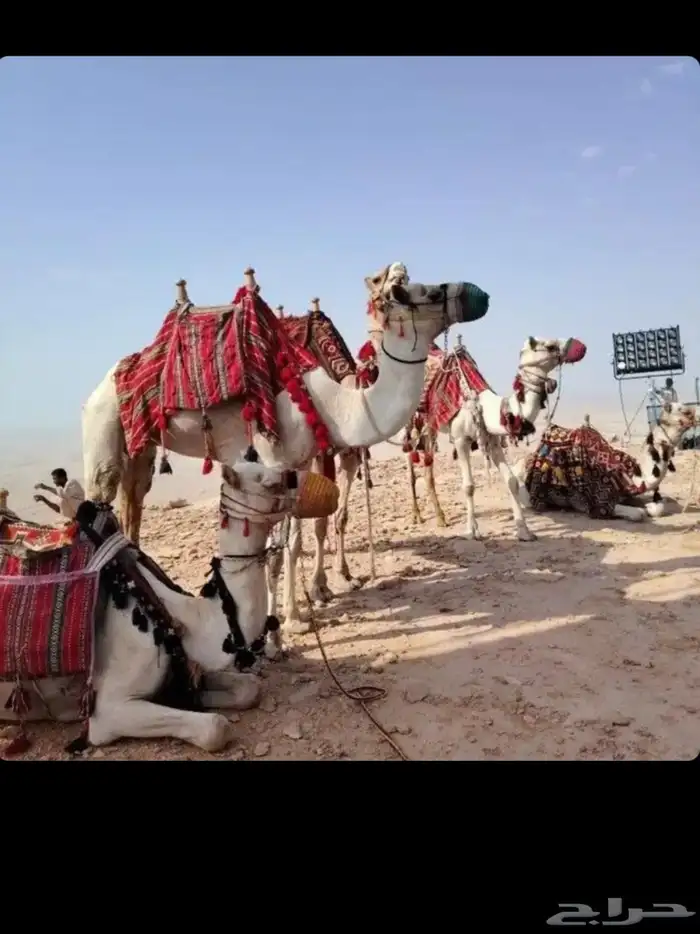 آجار بقيات بي اليوم وا الاسبوع وا الشهر وا أجار جمال رحول 4