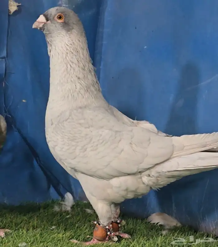 جوز قرقاطي بطل تم البيع 4